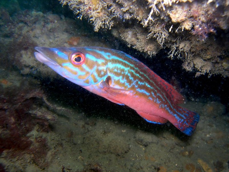 Vote for our seas